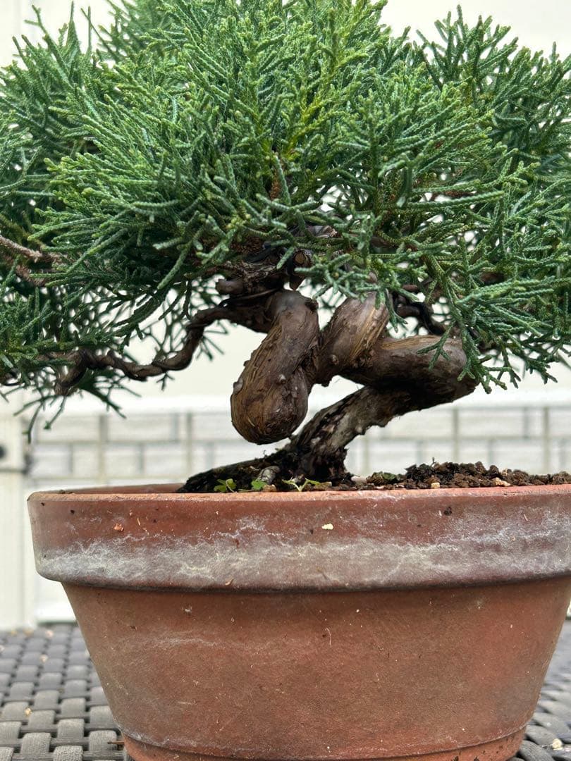 【お値下げ】　真柏　素晴らしい幹模様