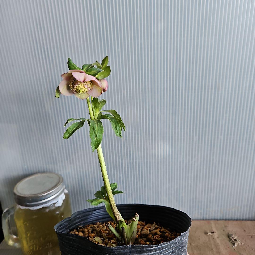 マカロンロン*様ご購入苗㉖-355クリスマスローズ