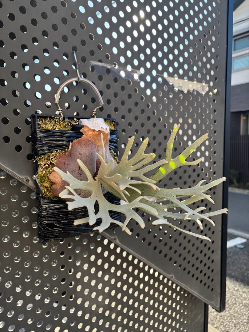 P.willinckii Linea 流線 (HHR) 親株