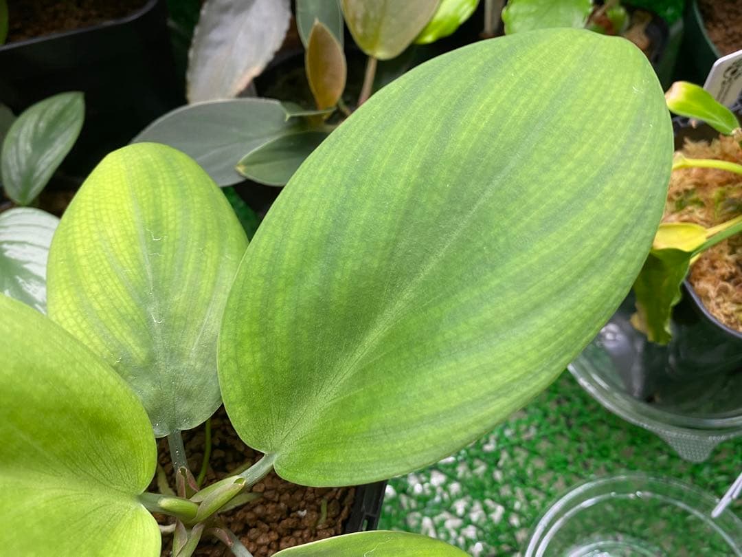 ホマロメナ / Homalomena sp.\"青芒果\" PP便