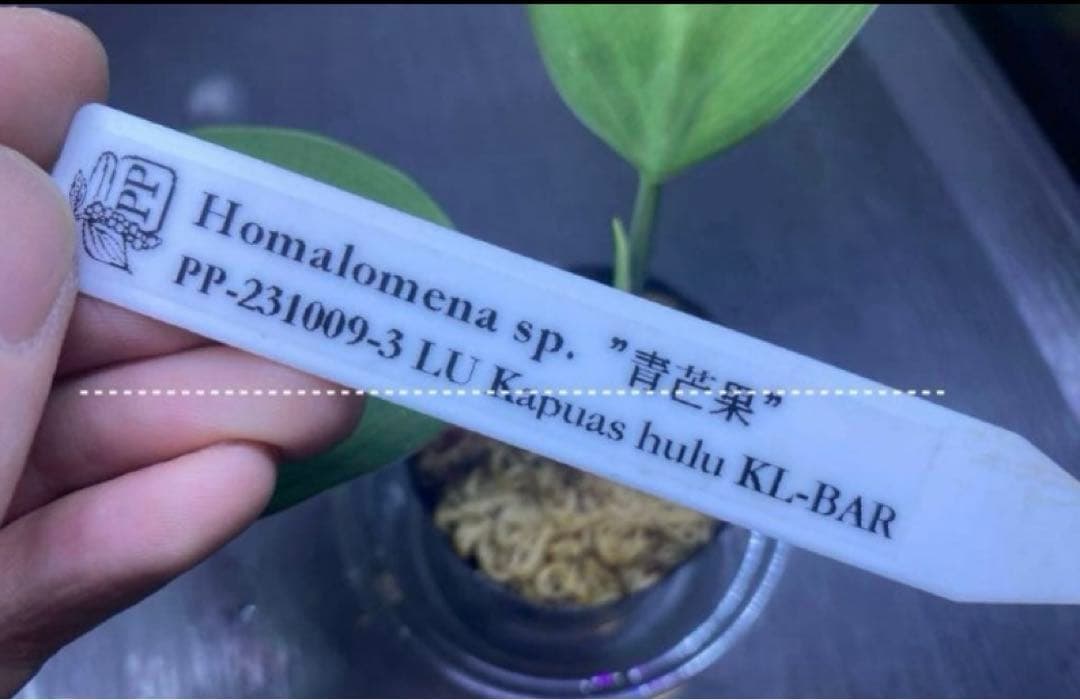 ホマロメナ / Homalomena sp.\"青芒果\" PP便