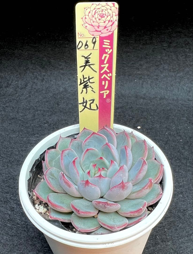 美紫妃　おらいさん苗　ミックスベリア　多肉植物　札付き　ポットごと