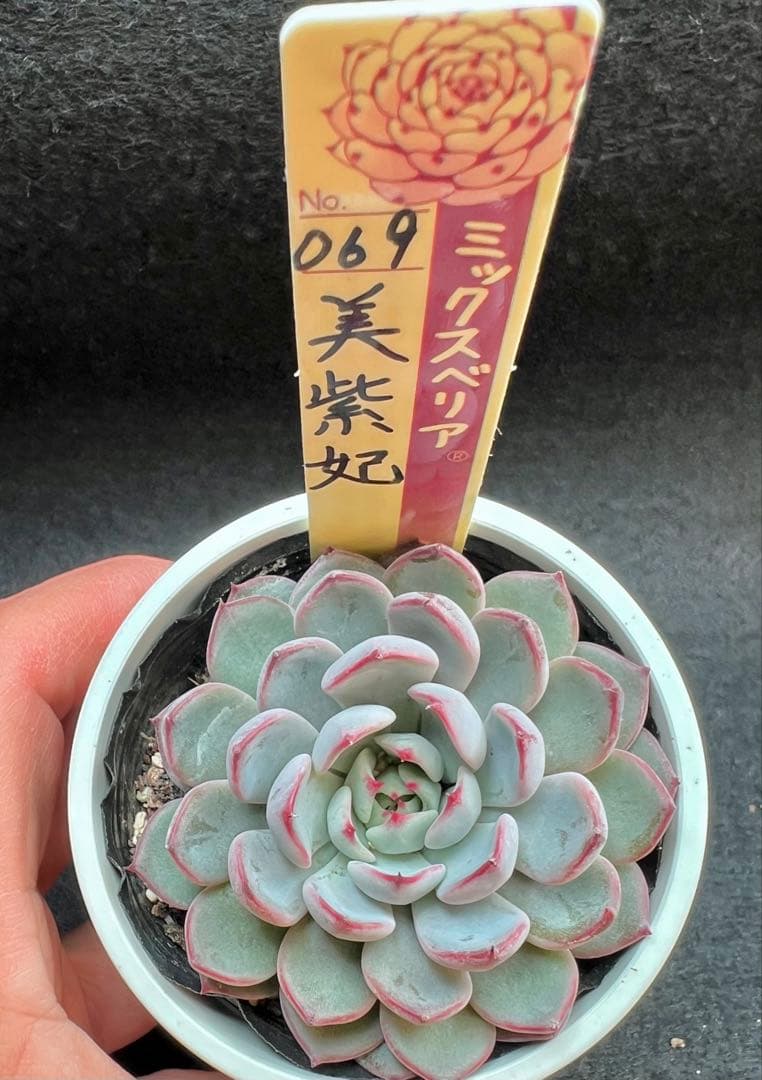 美紫妃　おらいさん苗　ミックスベリア　多肉植物　札付き　ポットごと