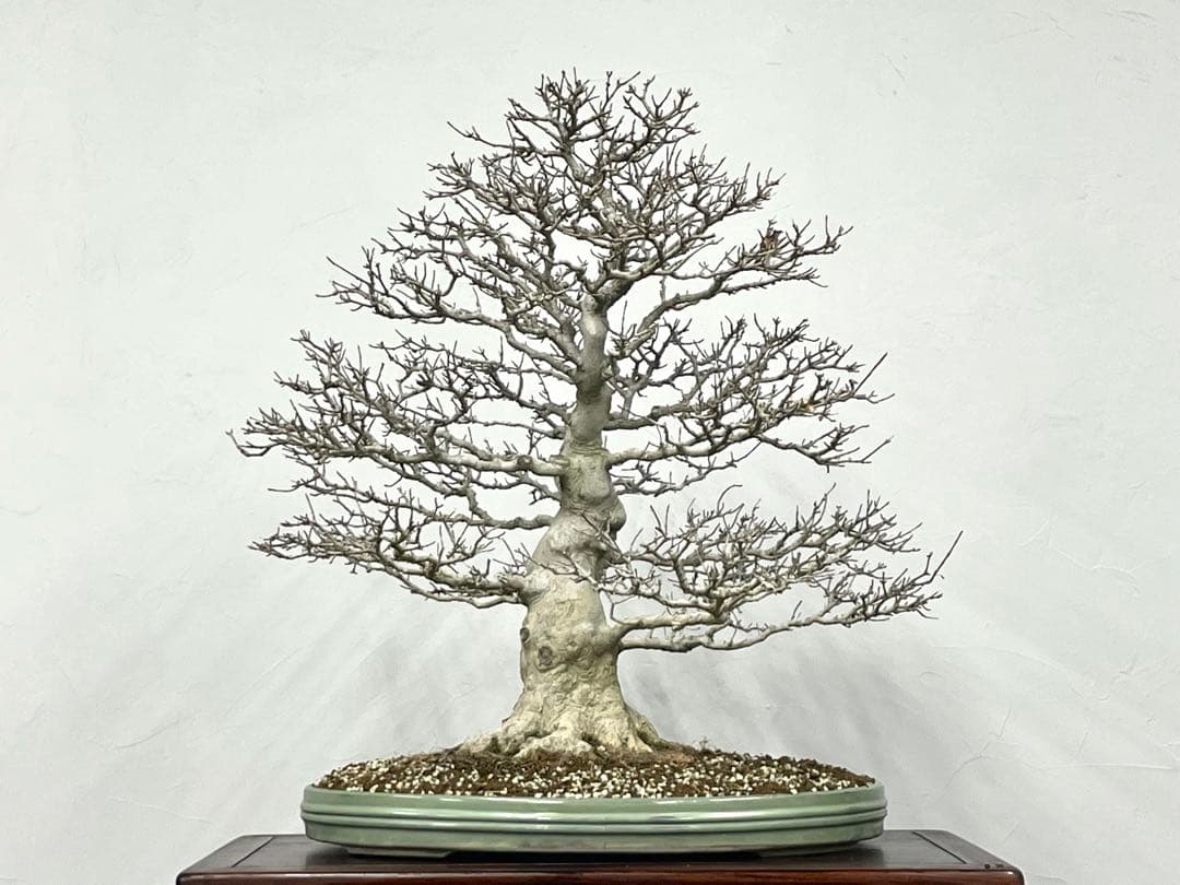 三河盆栽　カエデ　楓　盆栽