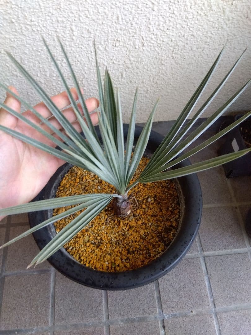 ブラヘアアルマータ　9号鉢つき　い