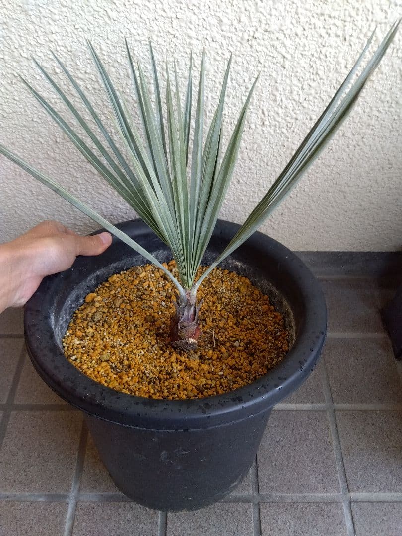 ブラヘアアルマータ　9号鉢つき　い