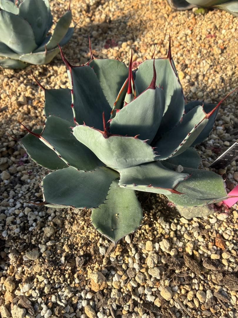 n*7様 祝　新年1発目　優秀株　パリー　パリートランカータ