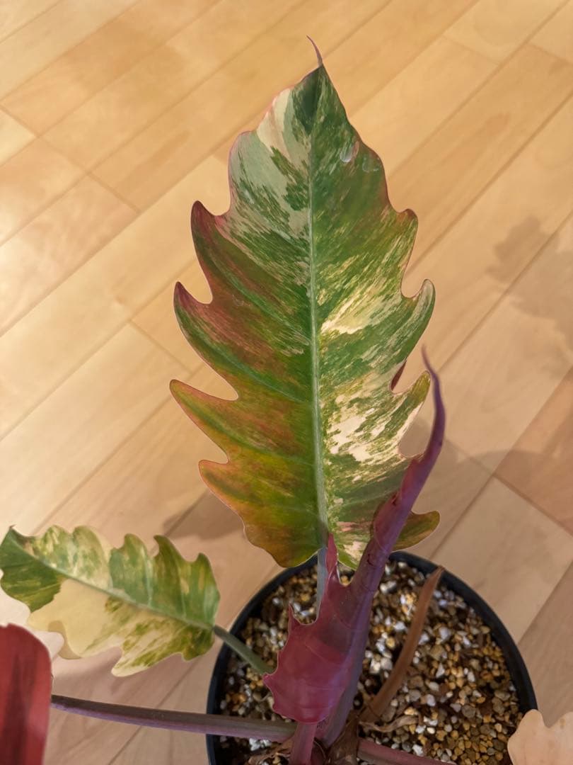 フィロデンドロン キャラメル