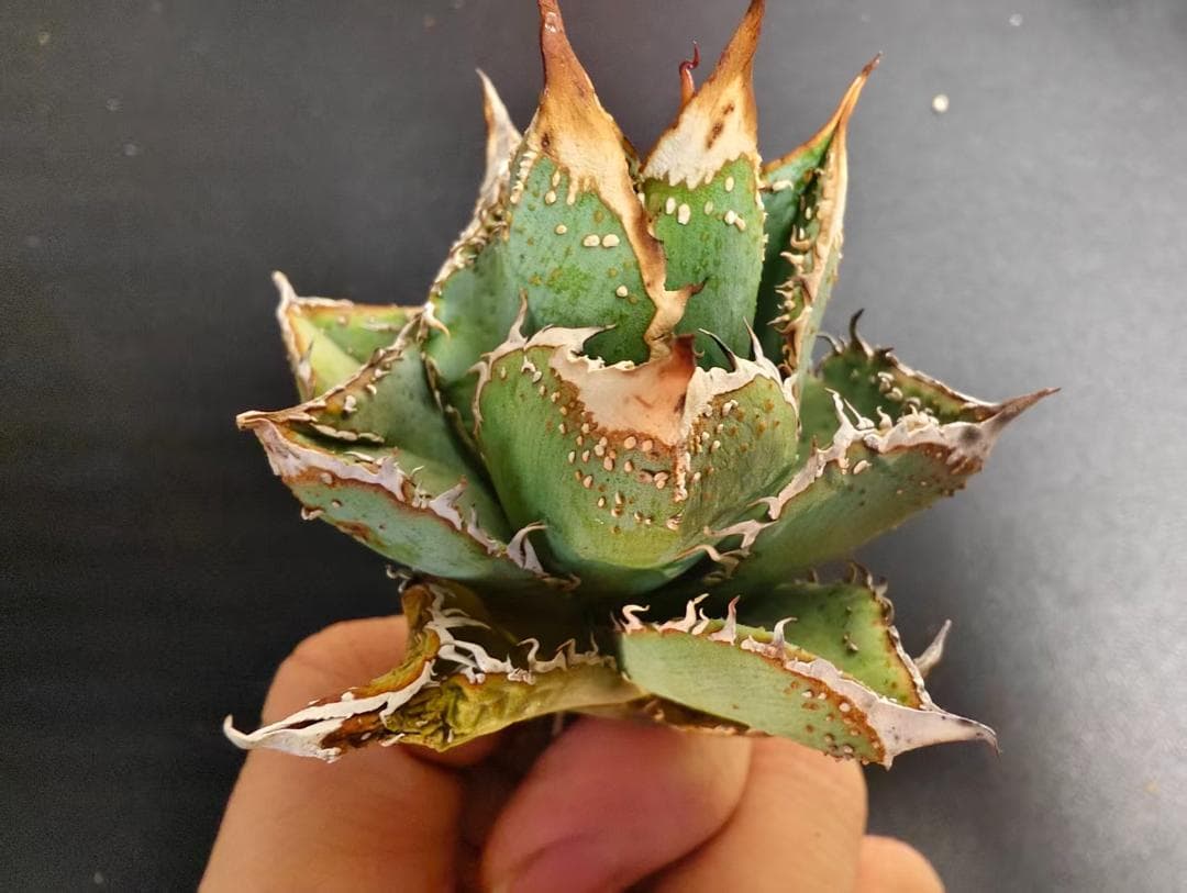 C*A様 アガベ チタノタ 麻花龍 極上強棘 特選美株 ブツブツ コレクシ Li