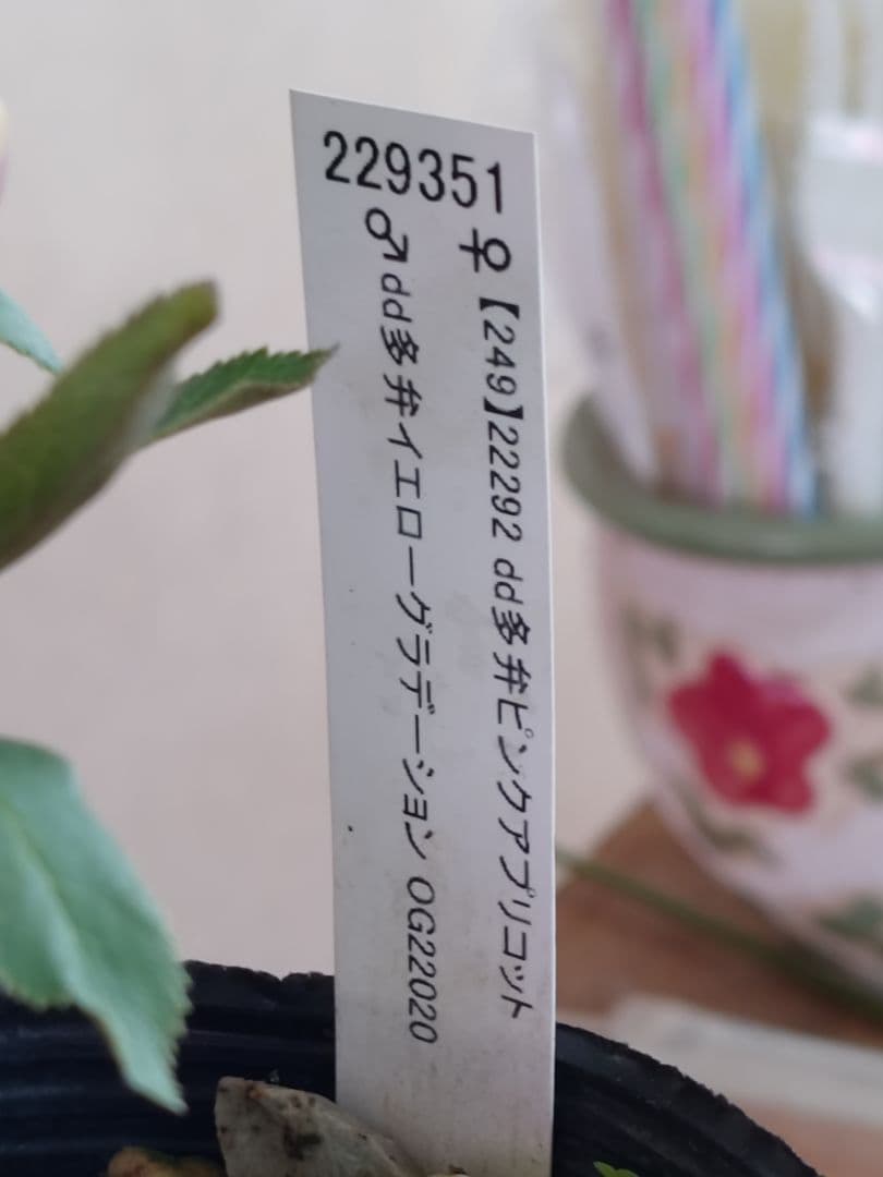 n*3様 クリスマスローズ