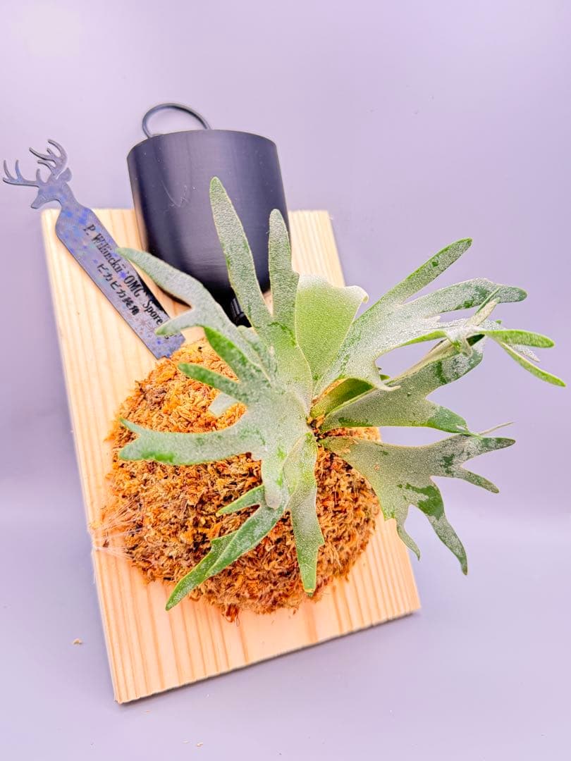 超極大+美品　ビカクシダP.willinckii OMG spore