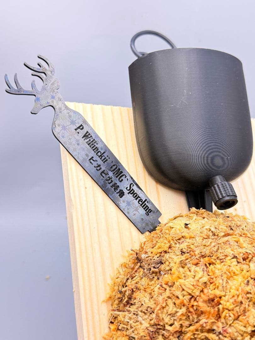 超極大+美品　ビカクシダP.willinckii OMG spore