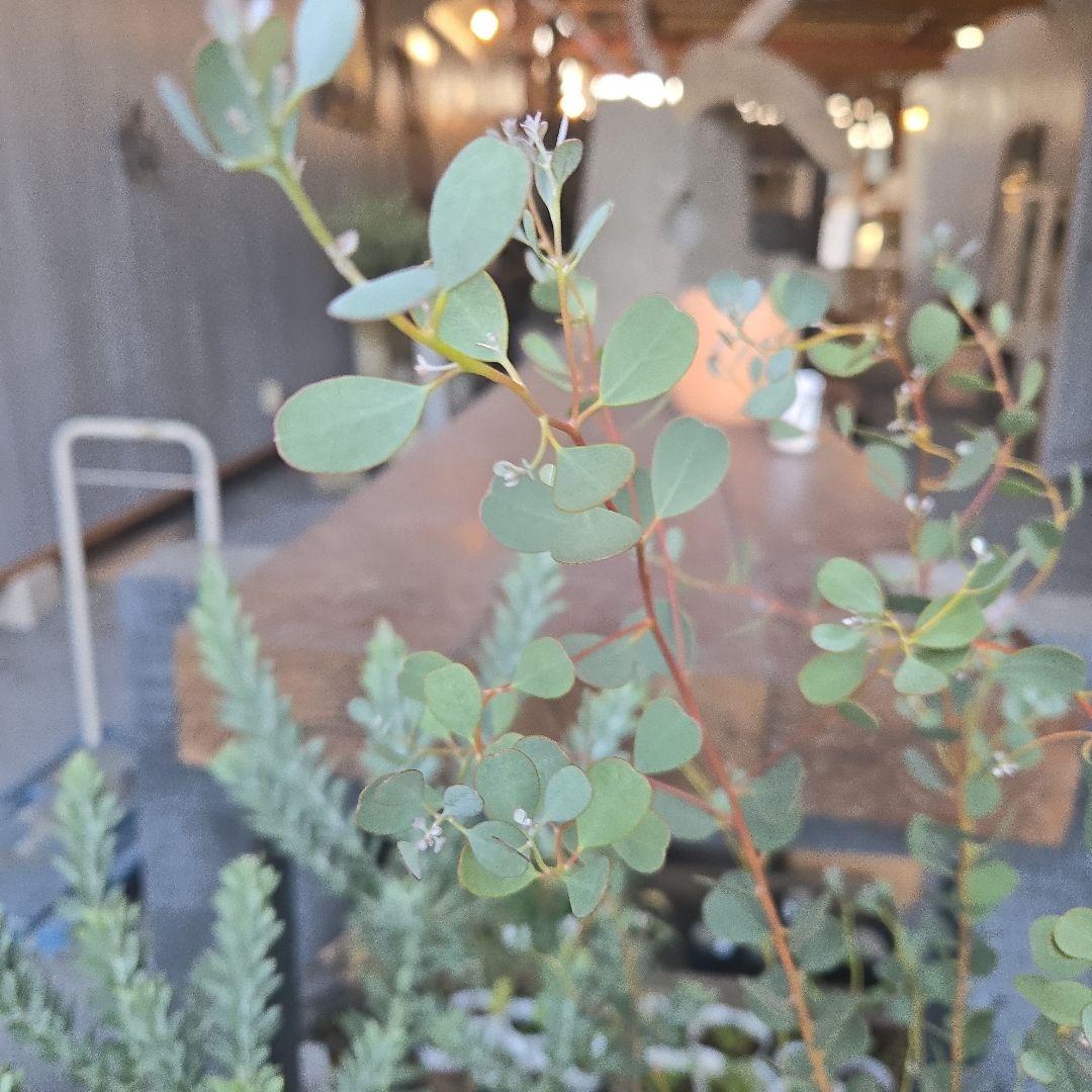 sealow　アカシアブルーブッシュ、ユーカリウェブステリアナ　2苗セット