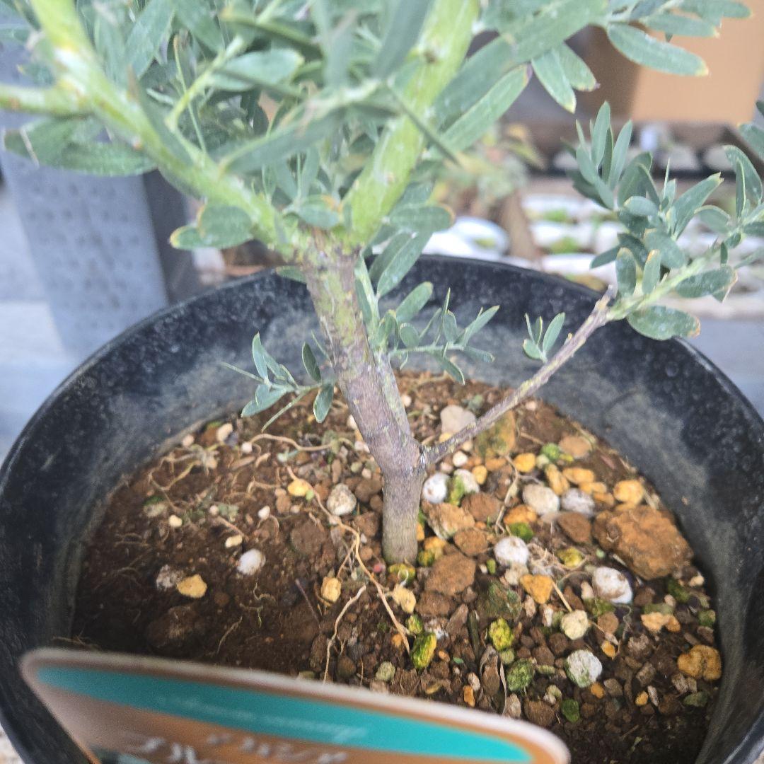 sealow　アカシアブルーブッシュ、ユーカリウェブステリアナ　2苗セット