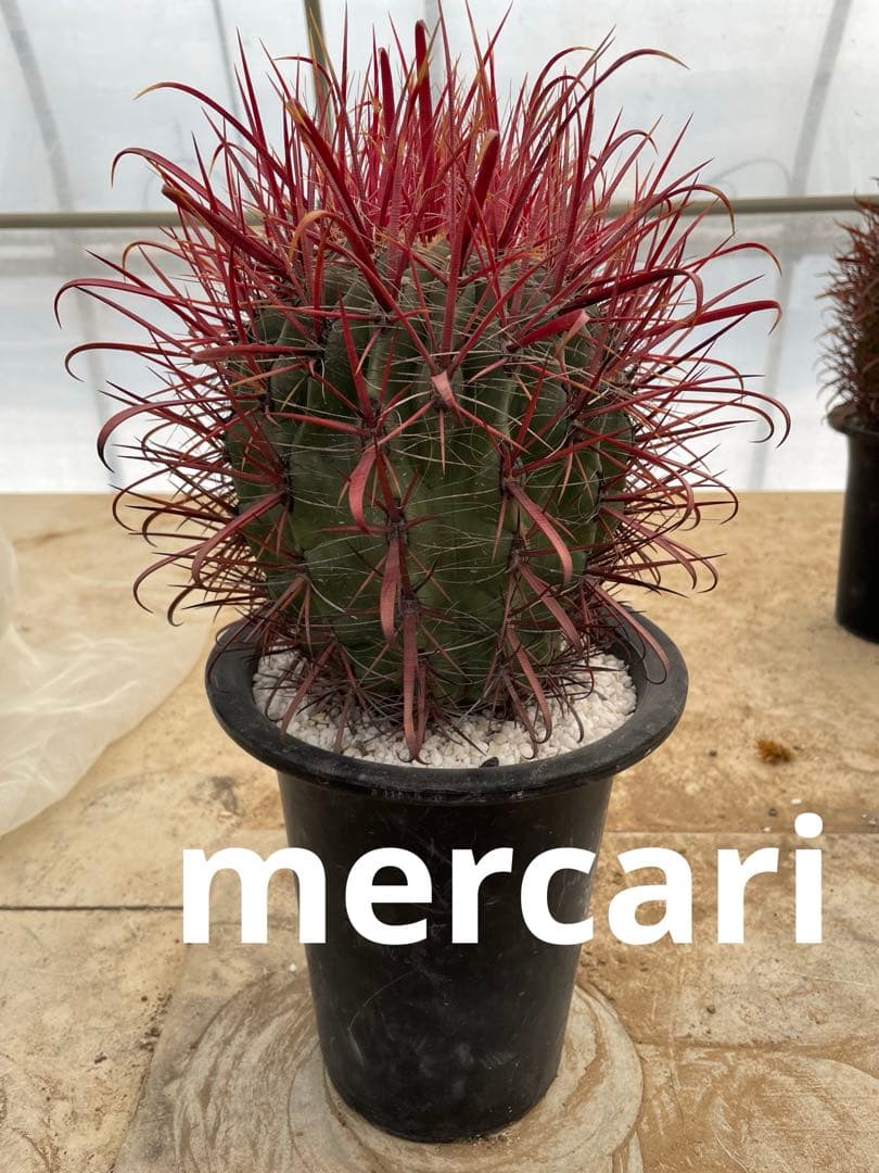 HamuHamu サボテン フェロカクタス 刈穂玉sp