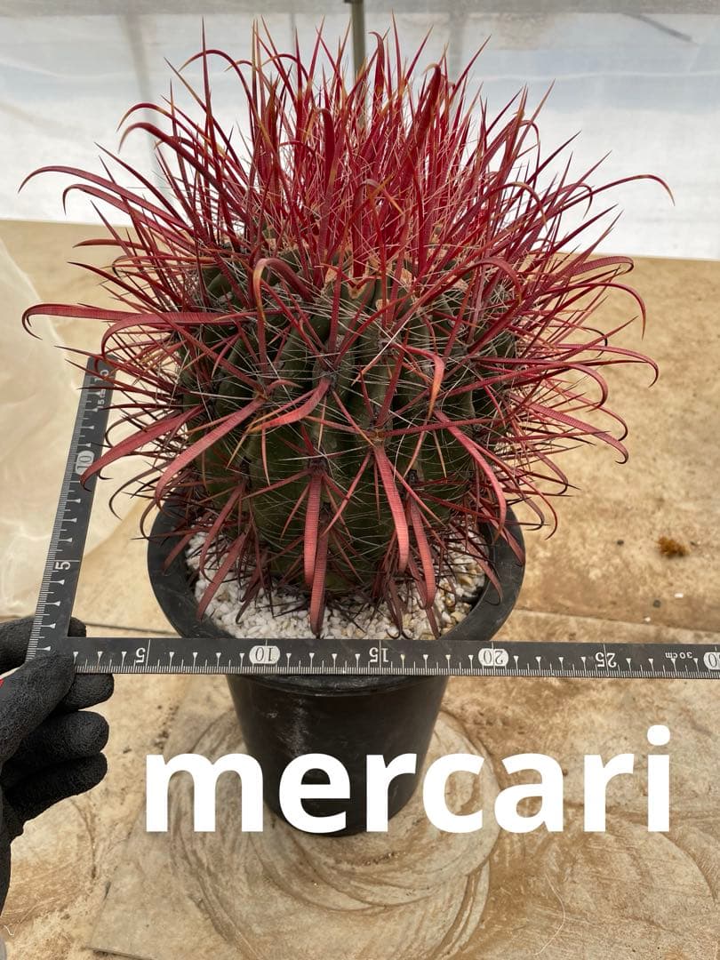 HamuHamu サボテン フェロカクタス 刈穂玉sp