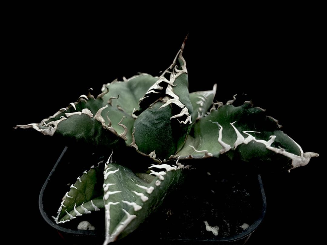 レア特価【CG産】アガベスーパーチタノタ悪魔くん　スパチタBAKEMONO高級