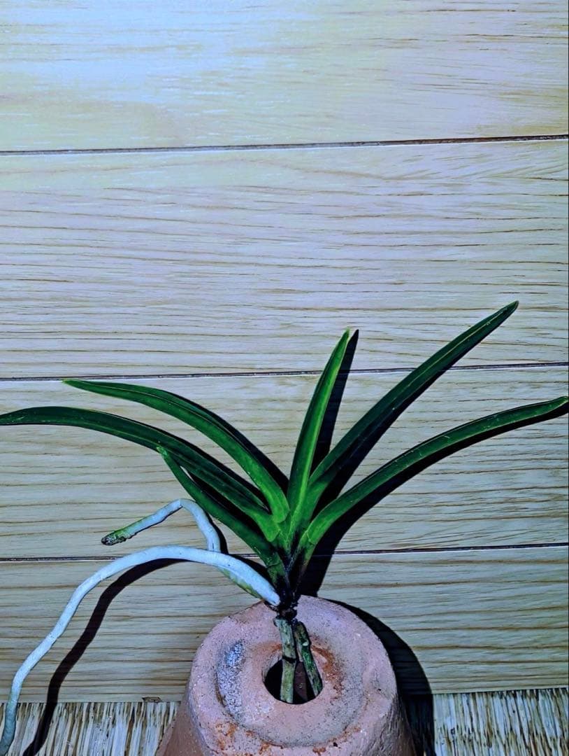 【迎春早い者勝ち商品】富貴蘭「黒金牡丹」天葉に縞有り