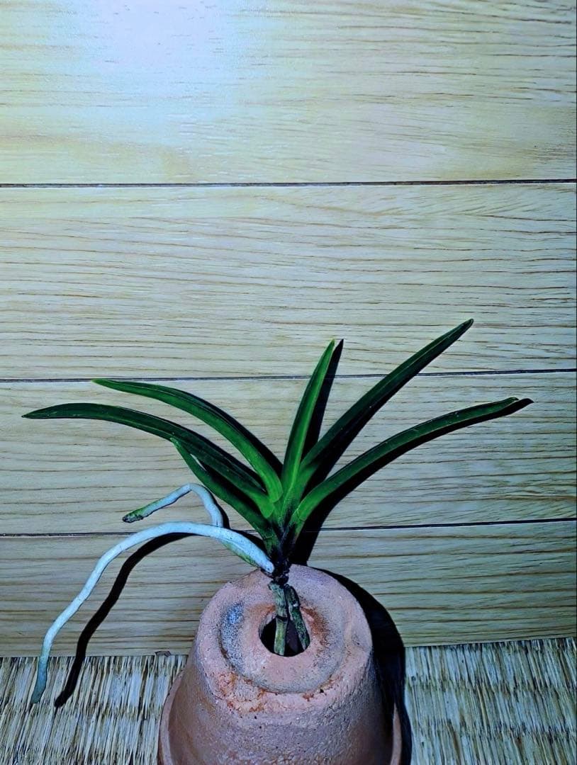 【迎春早い者勝ち商品】富貴蘭「黒金牡丹」天葉に縞有り