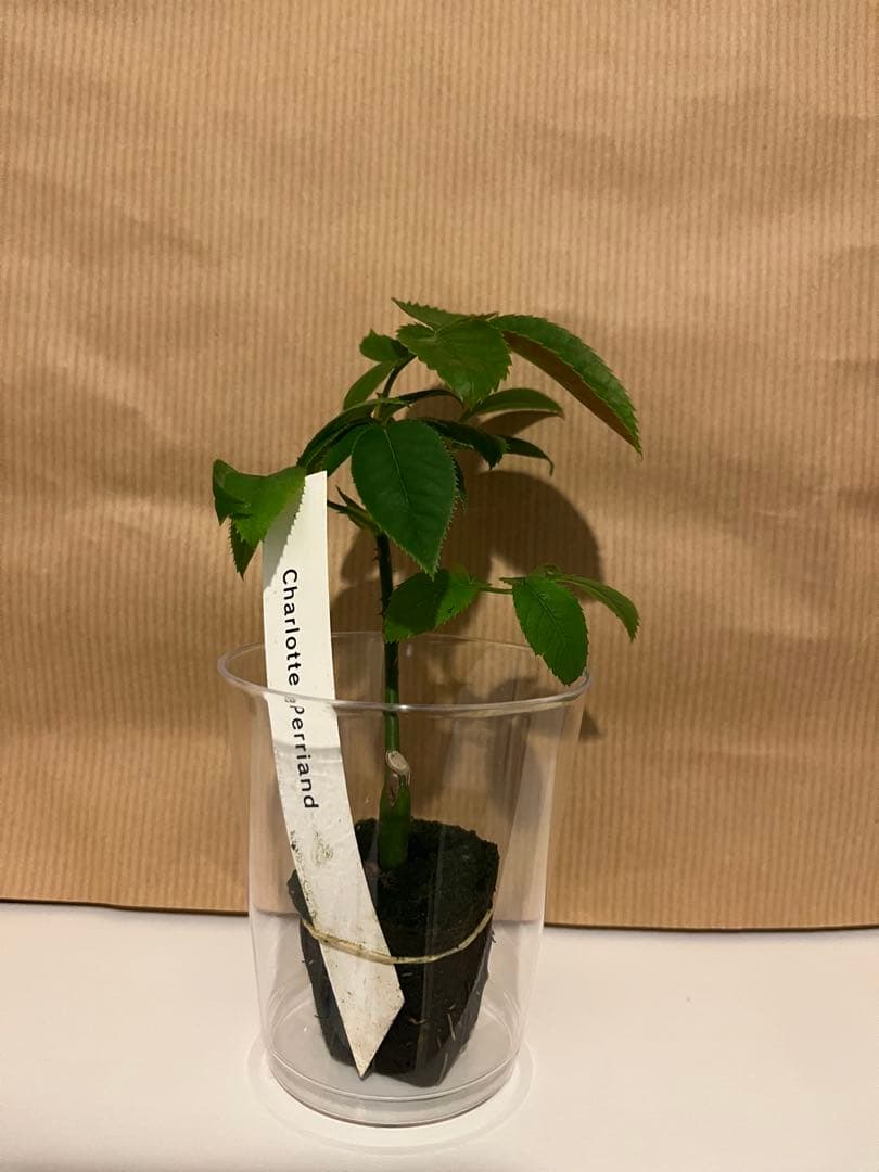 和バラ　バラ苗　和薔薇　正規品　最高傑作のバラ　レア 希少