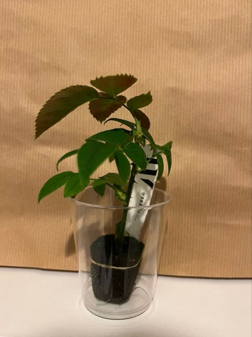 和バラ　バラ苗　和薔薇　正規品　最高傑作のバラ　レア 希少