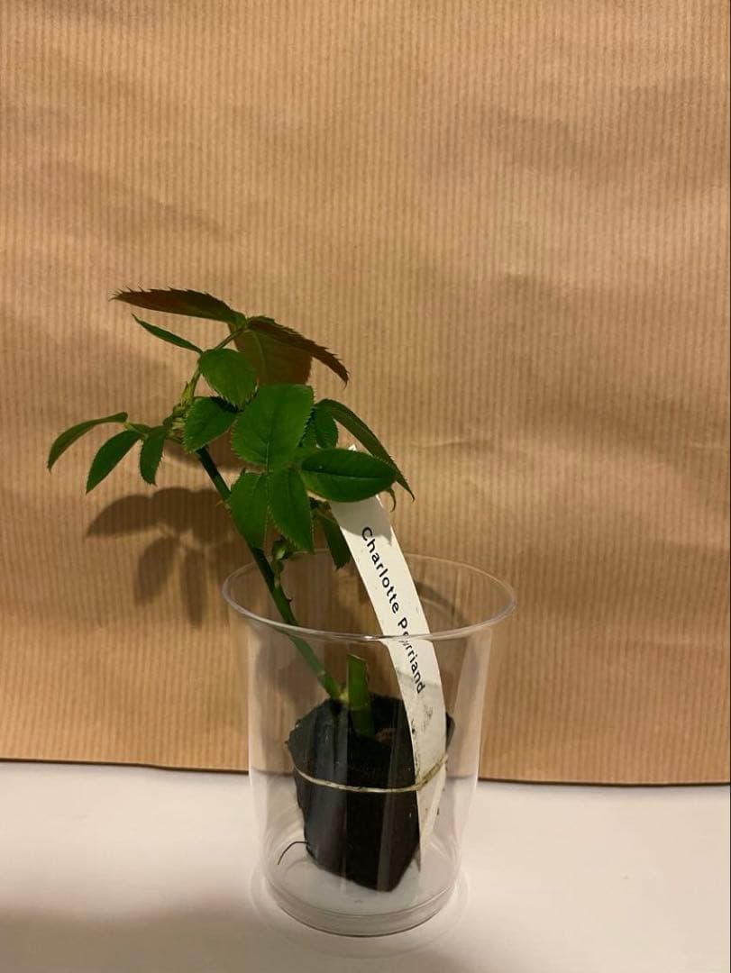 和バラ　バラ苗　和薔薇　正規品　最高傑作のバラ　レア 希少