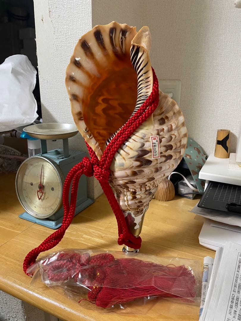 法螺貝②　貝殻　標本