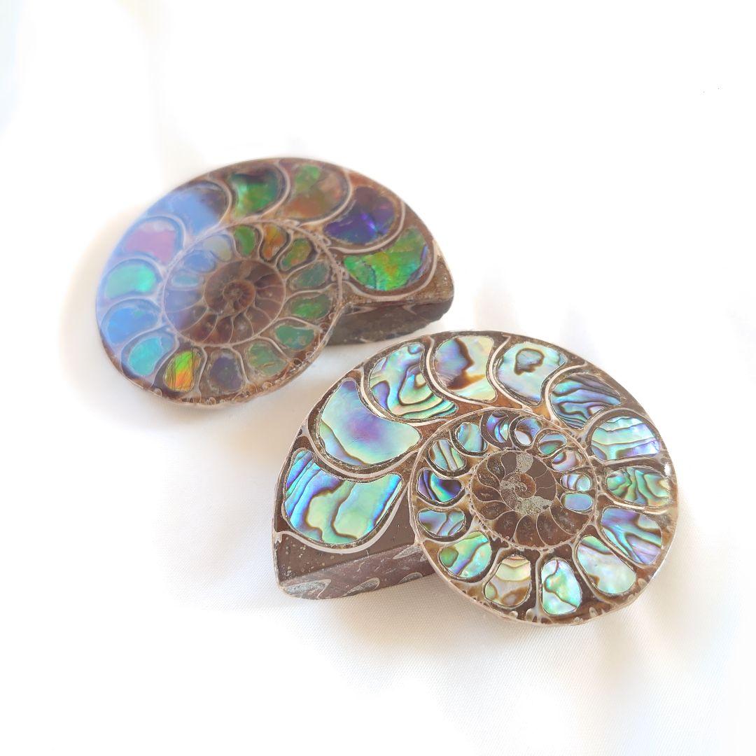 幸運の宝石アンモナイトの化石 約15cm 虹色　コレクション