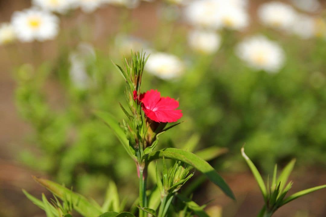 SIGMA 18-50 f2.8 EX DC MACRO キャノンEF用