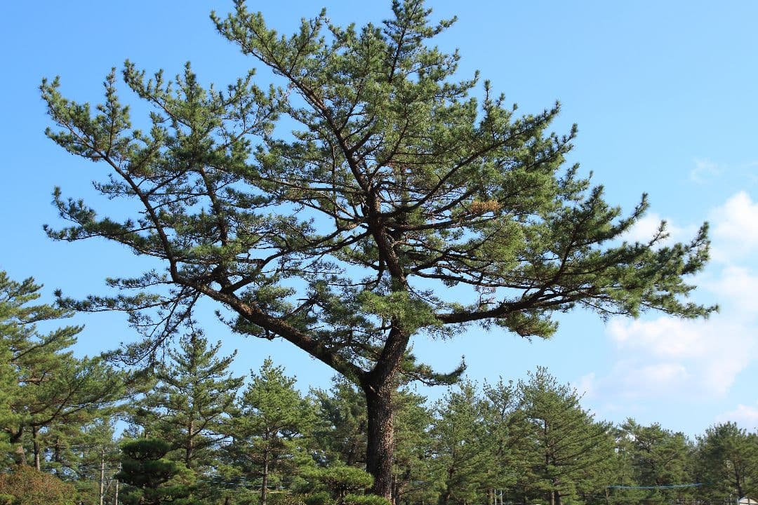 SIGMA 18-50 f2.8 EX DC MACRO キャノンEF用