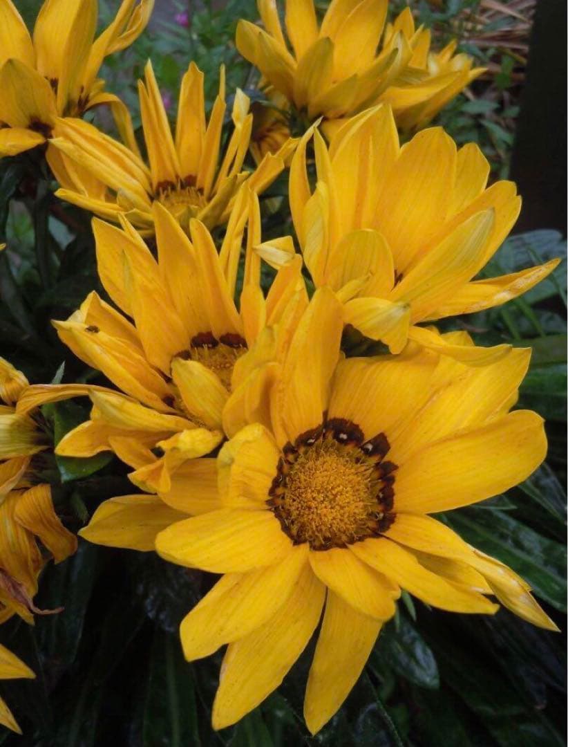 実写良⭕️【動作確認済】Nikon COOLPIX S6000 デジカメ