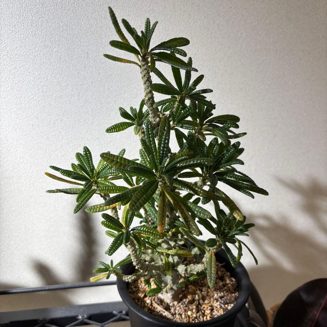 【レア 塊根植物】ドルステニアギガス ブラータ 美株 良樹形 鉢ごとメルカリ便