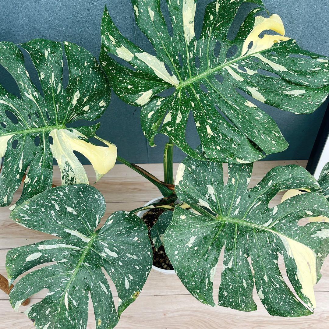 ［現品］【希少】26番　モンステラ　斑入り　7号　レア　観葉植物　室内　大型