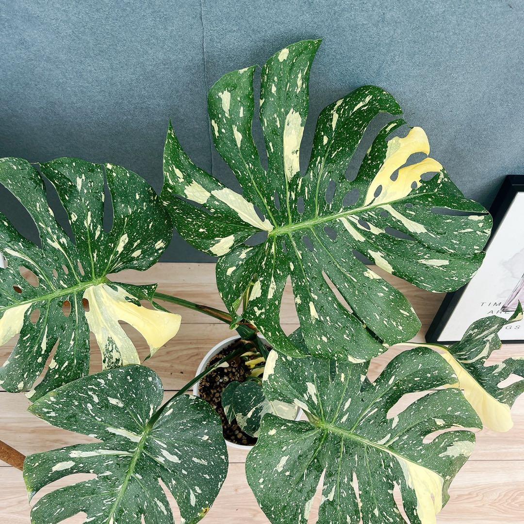［現品］【希少】26番　モンステラ　斑入り　7号　レア　観葉植物　室内　大型
