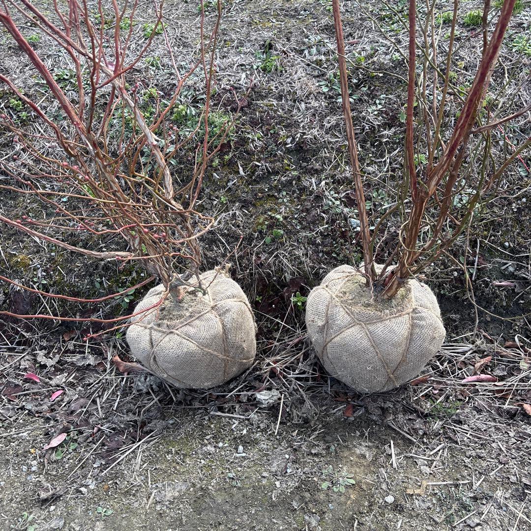 デライト＆ブライトウェル　ブルーベリー苗　準大苗セット