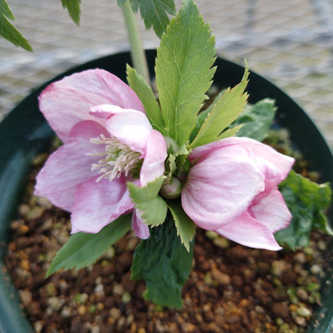 s*い様 クリスマスローズ　チベタヌス交配株分け苗