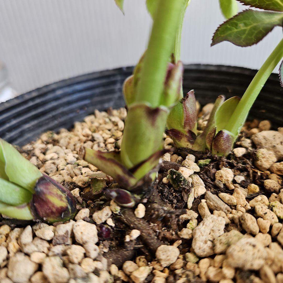 かぁむぅ様ご購入苗㉖-415クリスマスローズ