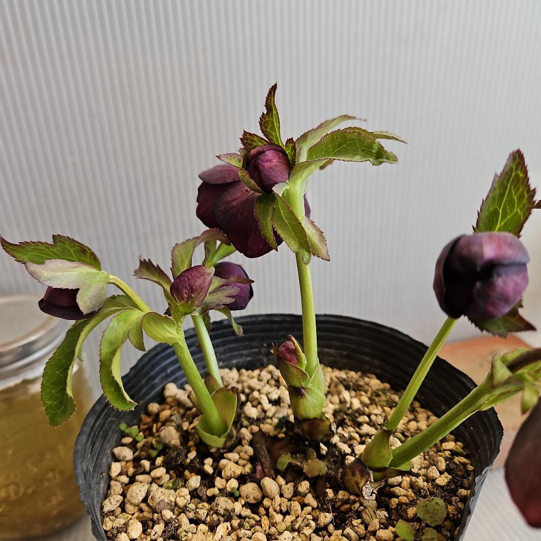 かぁむぅ様ご購入苗㉖-415クリスマスローズ