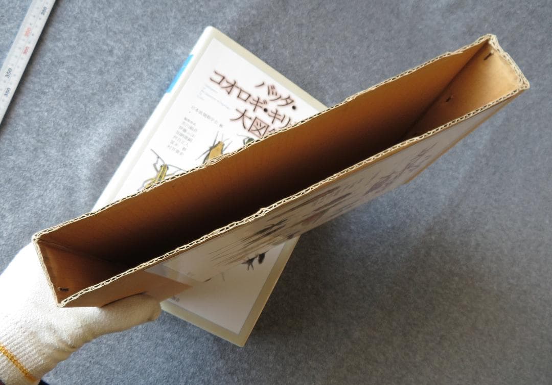 バッタ・コオロギ・キリギリス大図鑑