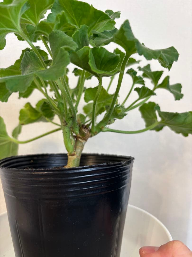 日本初海外品種ゼラニウム　希少品種ゼラニウム