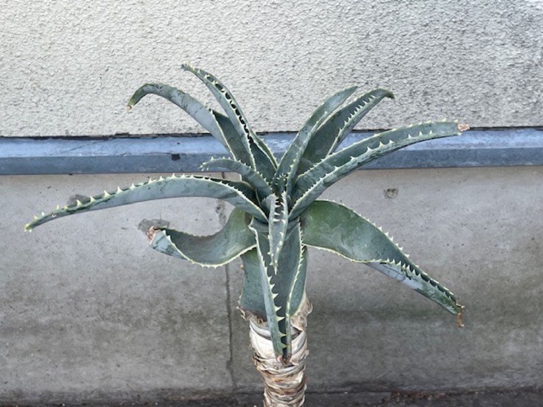 ダスティン■アロエ・ピランシーAloe pillansii/70cm■