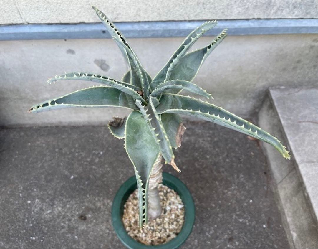 ダスティン■アロエ・ピランシーAloe pillansii/70cm■