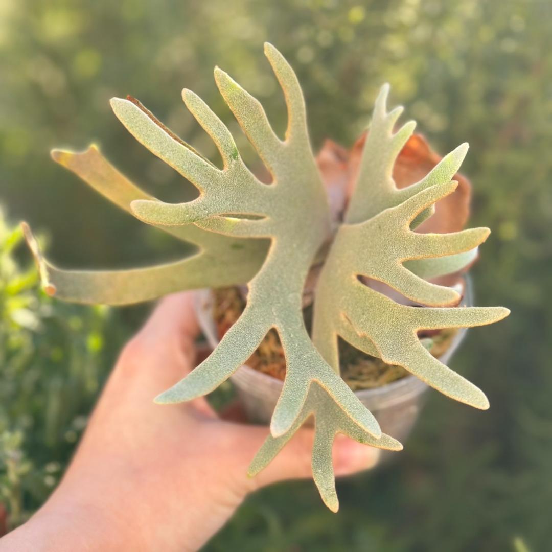 【大サイズ】P.willinckii ’Jade Girl’ spore1707