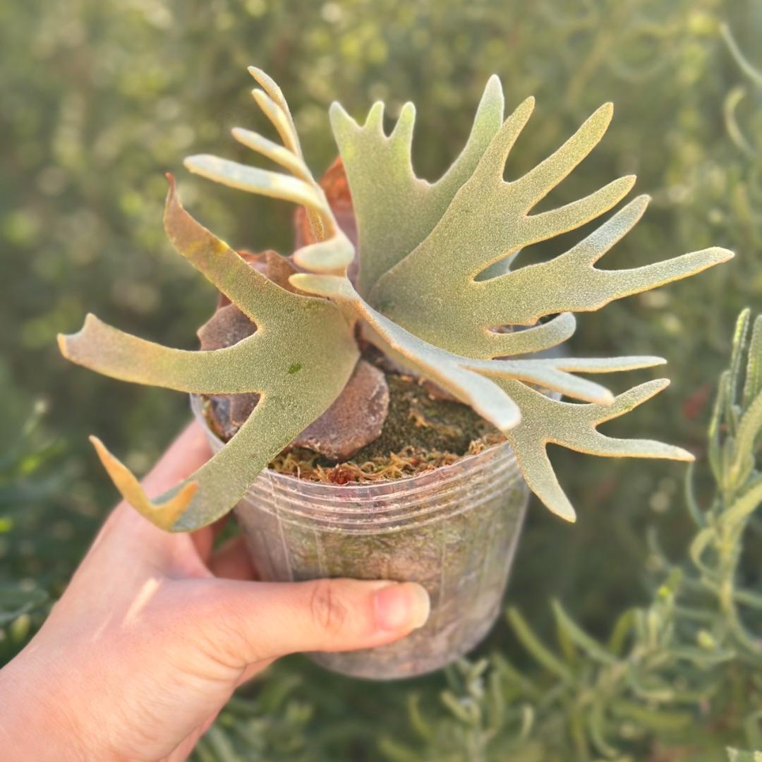 【大サイズ】P.willinckii ’Jade Girl’ spore1707