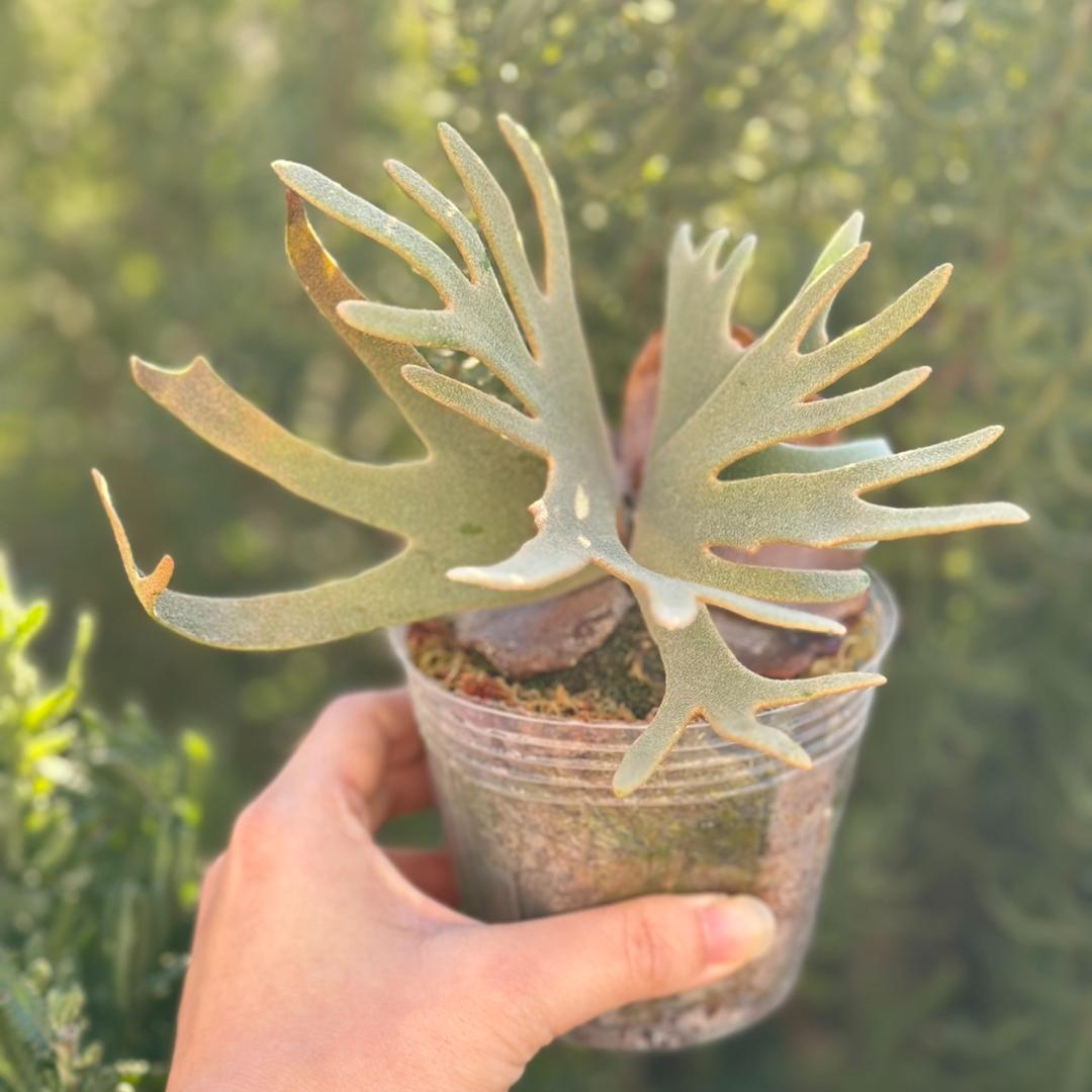 【大サイズ】P.willinckii ’Jade Girl’ spore1707