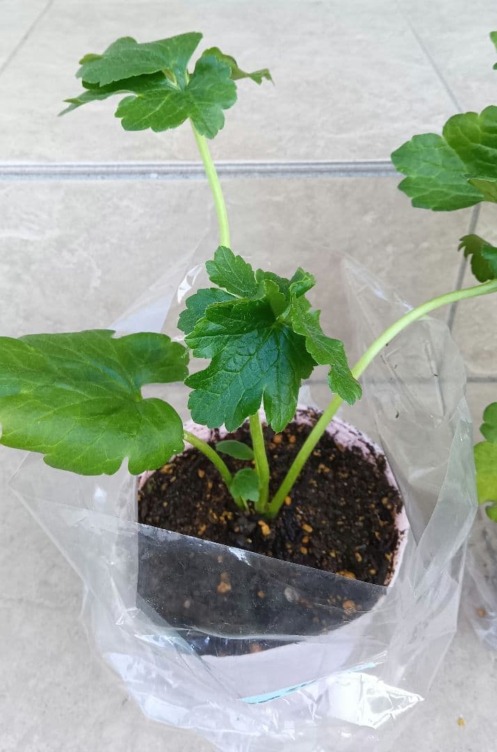 レオンreon　ラナンキュラスラックス　2苗セット