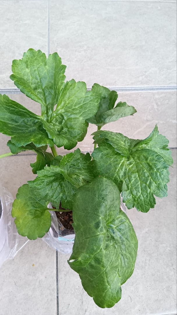 レオンreon　ラナンキュラスラックス　2苗セット