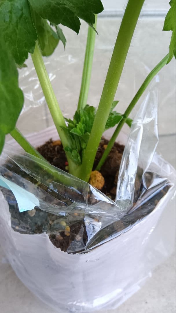 レオンreon　ラナンキュラスラックス　2苗セット