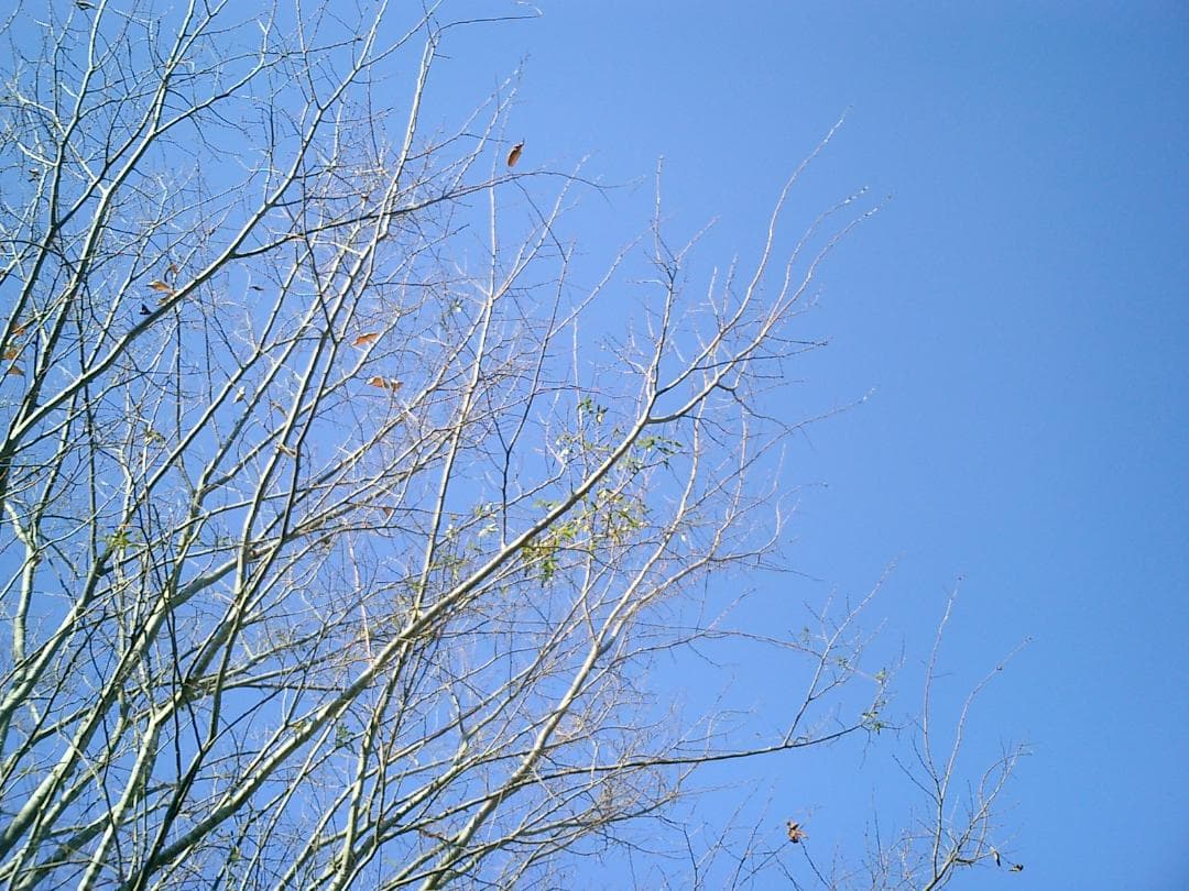 限定色 美品 カシオ EXILIM EX-S2 コンデジ クレードル RED 赤