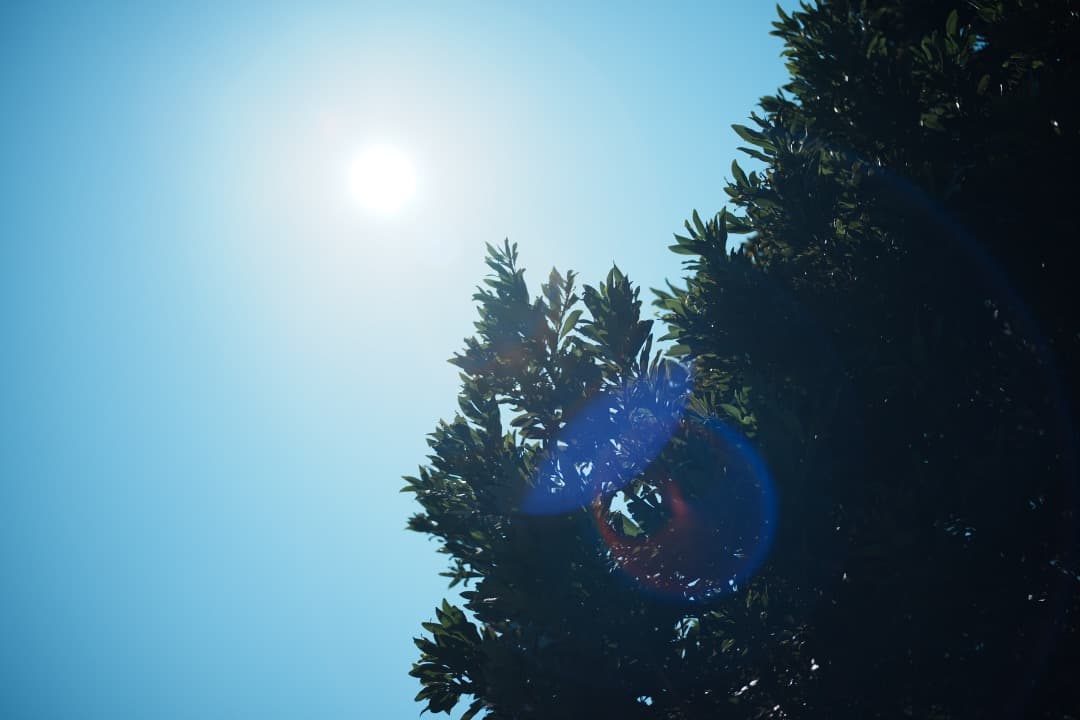 整＆テ Nikon Ai-s Micro-Nikkor 55mm F2.8 05